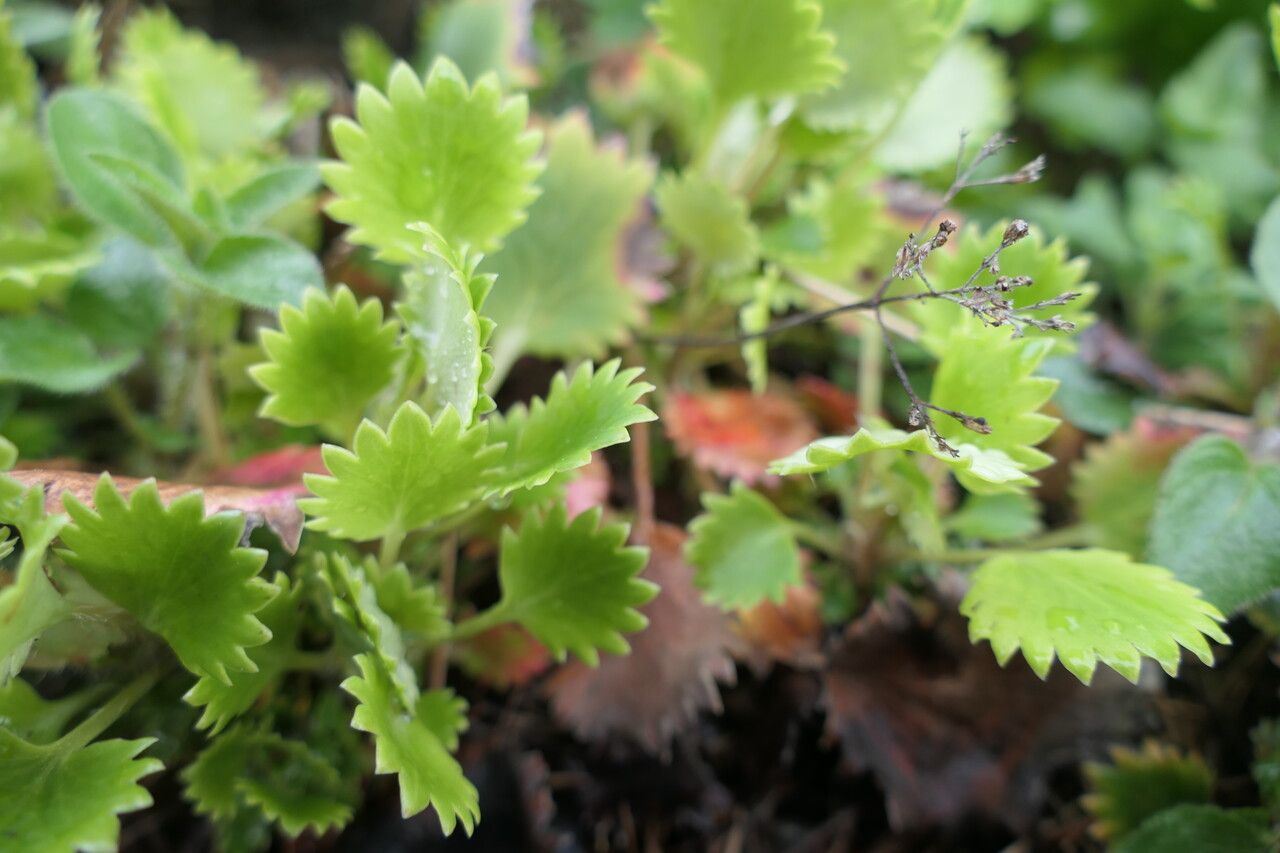Saxifraga mertensiana habit