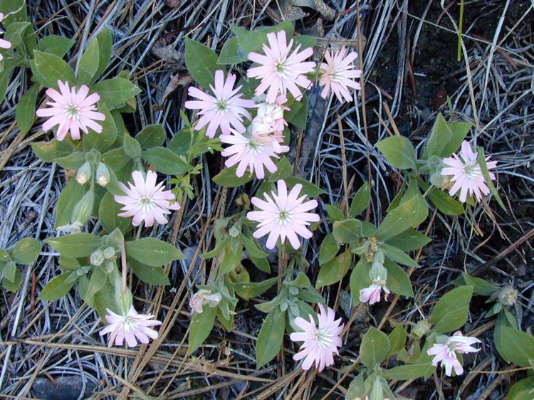 Silene hookeri habit