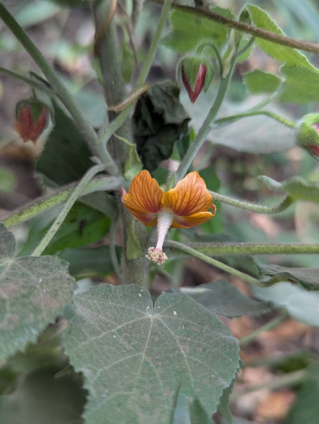 Abutilon auritum flower