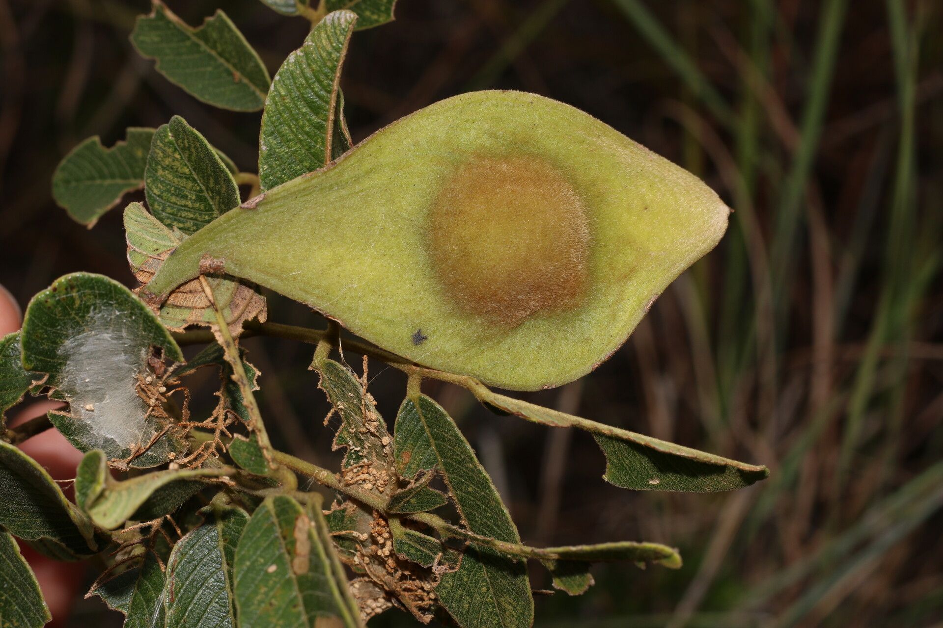 Lonchocarpus phlebophyllus fruit