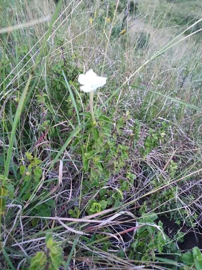 Ruellia bignoniiflora habit