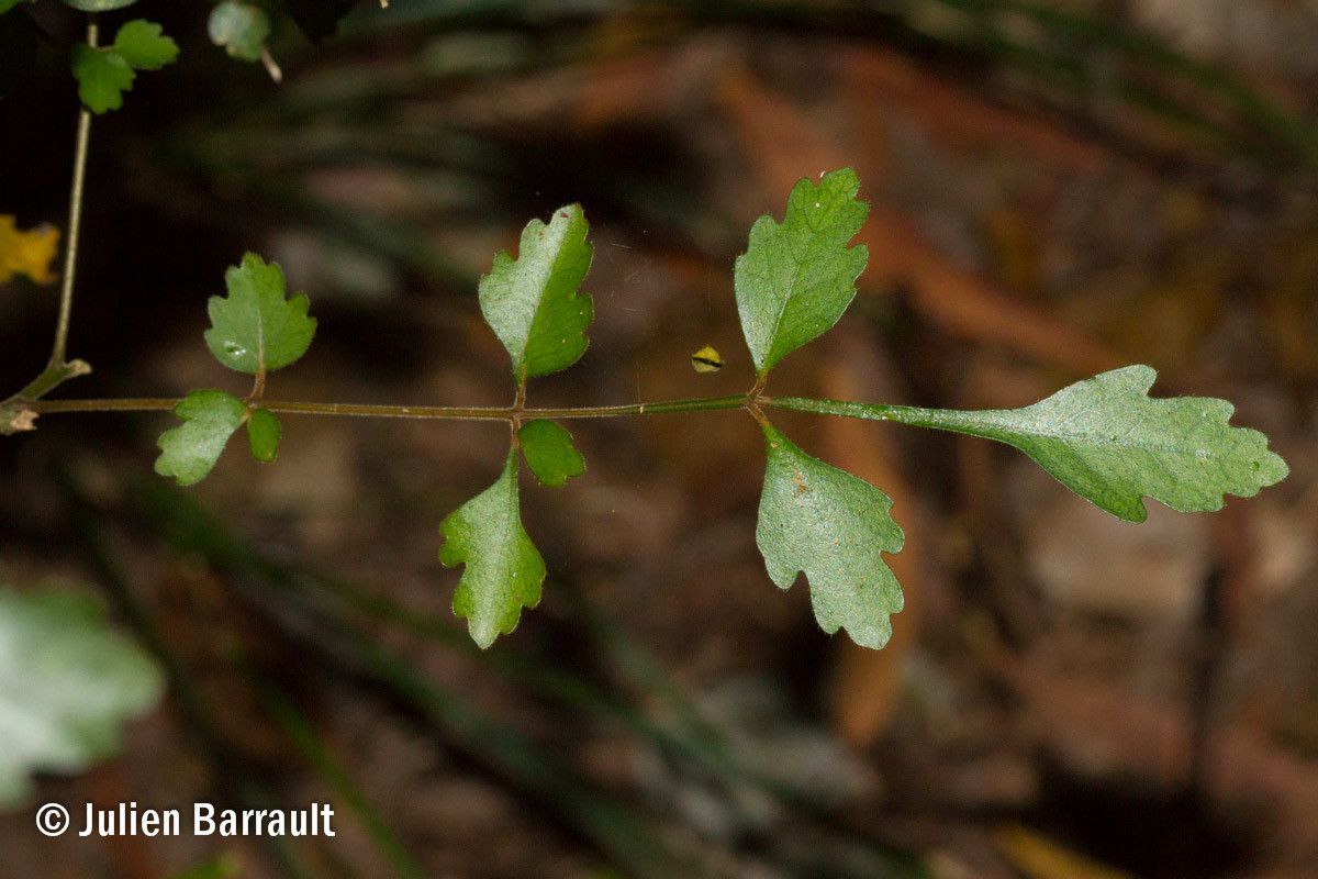 Dysoxylum bijugum — related species from the same genus
