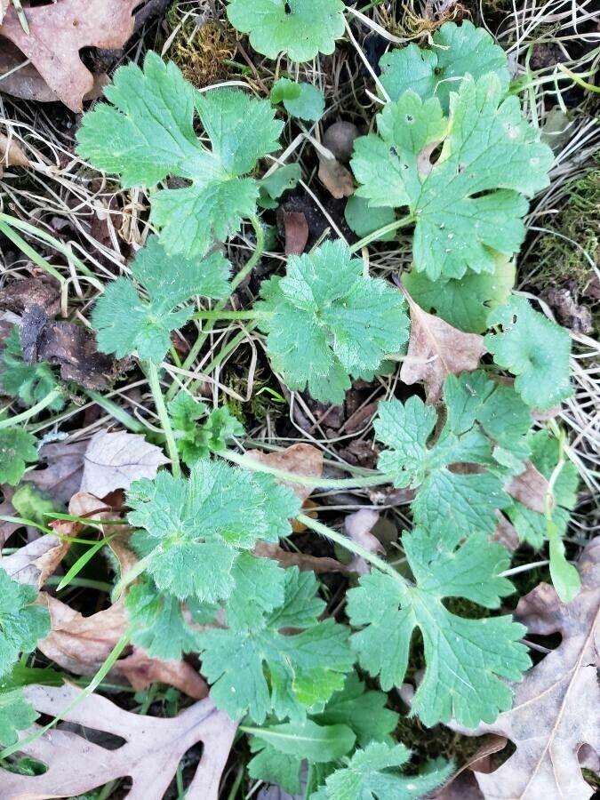 Ranunculus serpens — houseplant care guide