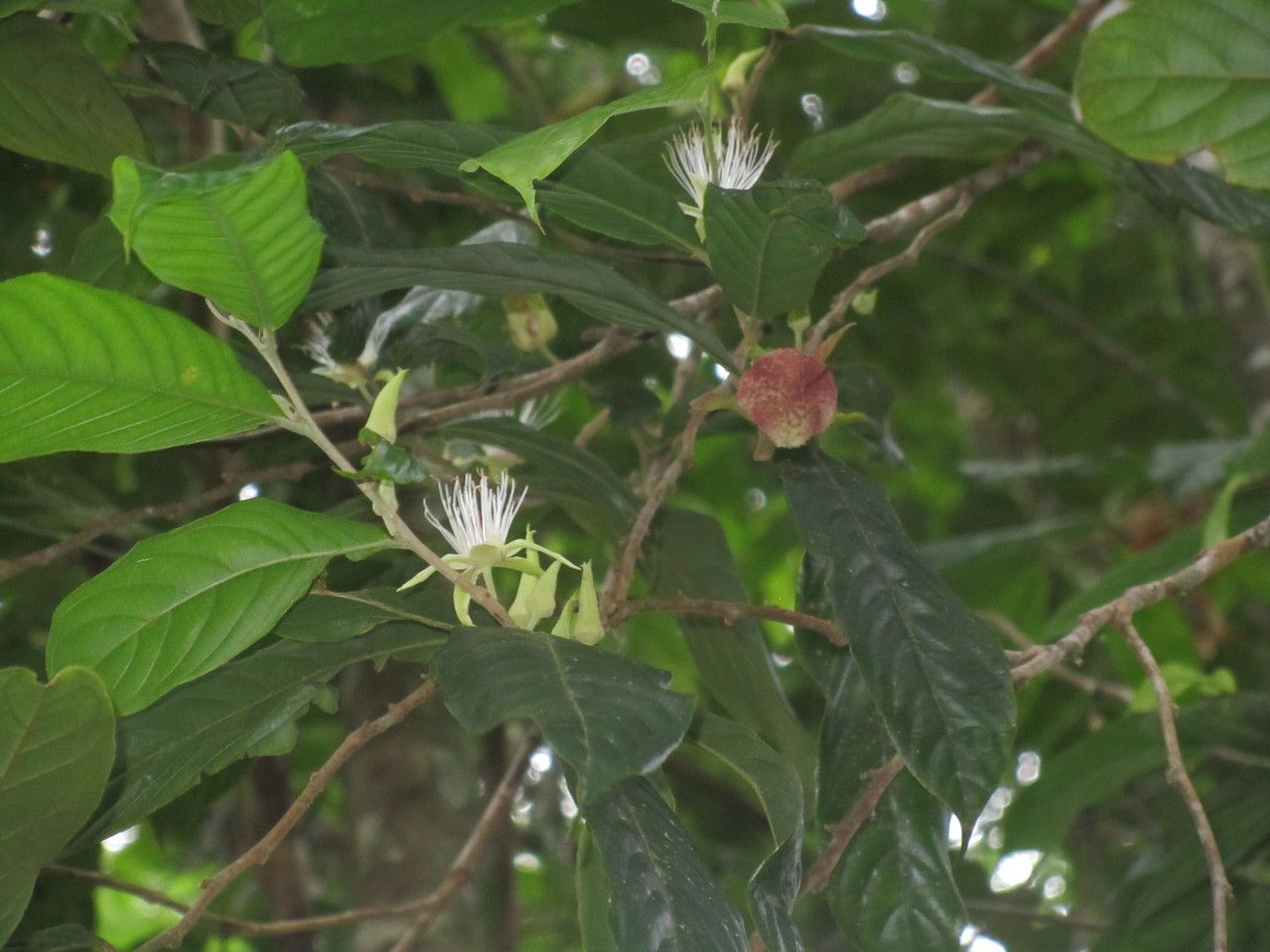 Ryania speciosa — search result for 'Salicaceae'