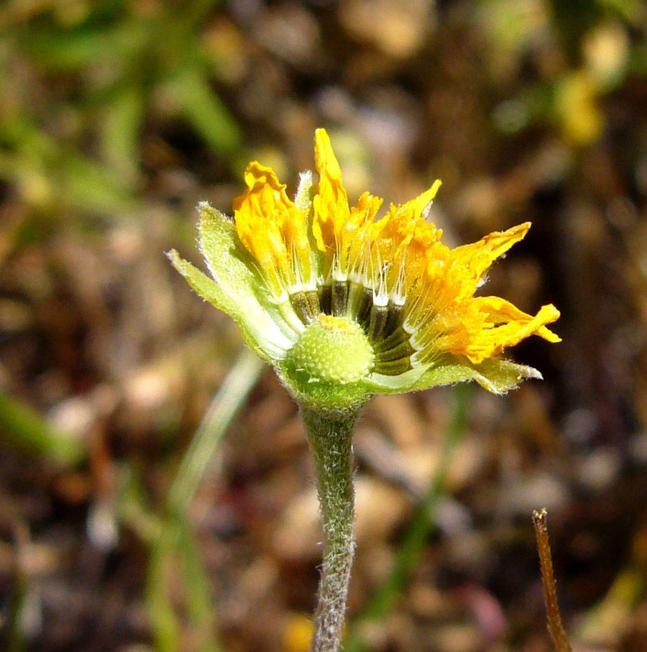 Lasthenia fremontii flower