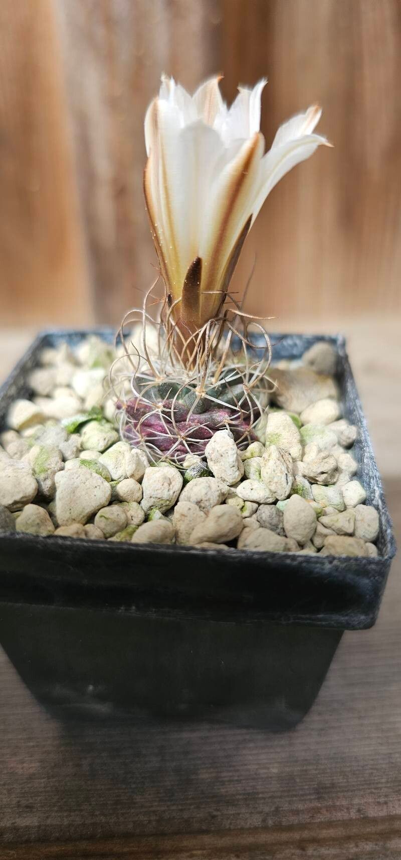 Turbinicarpus graminispinus — related species from the same genus