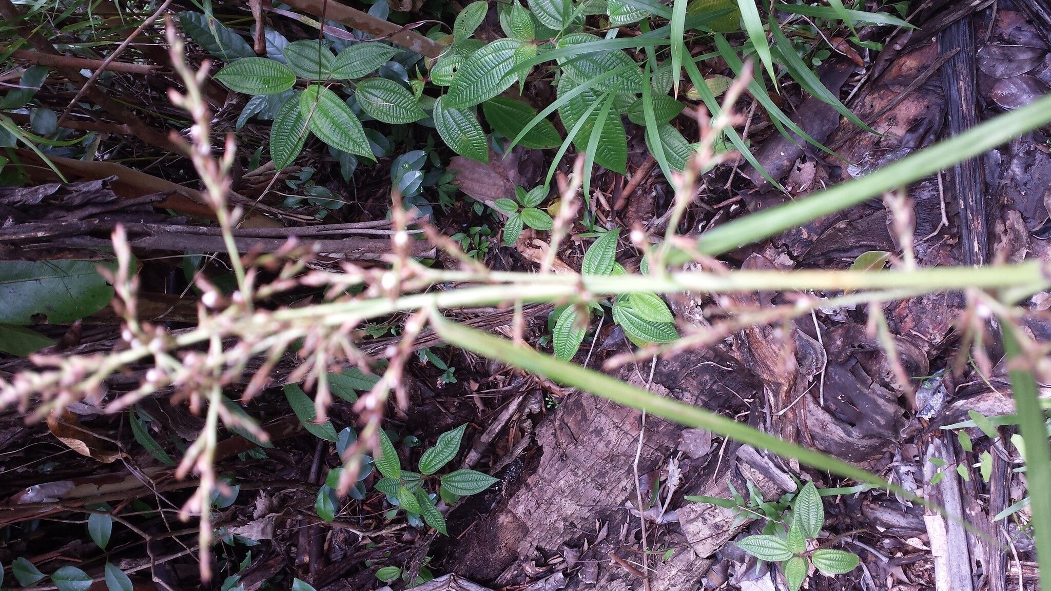 Scleria trialata — houseplant care guide