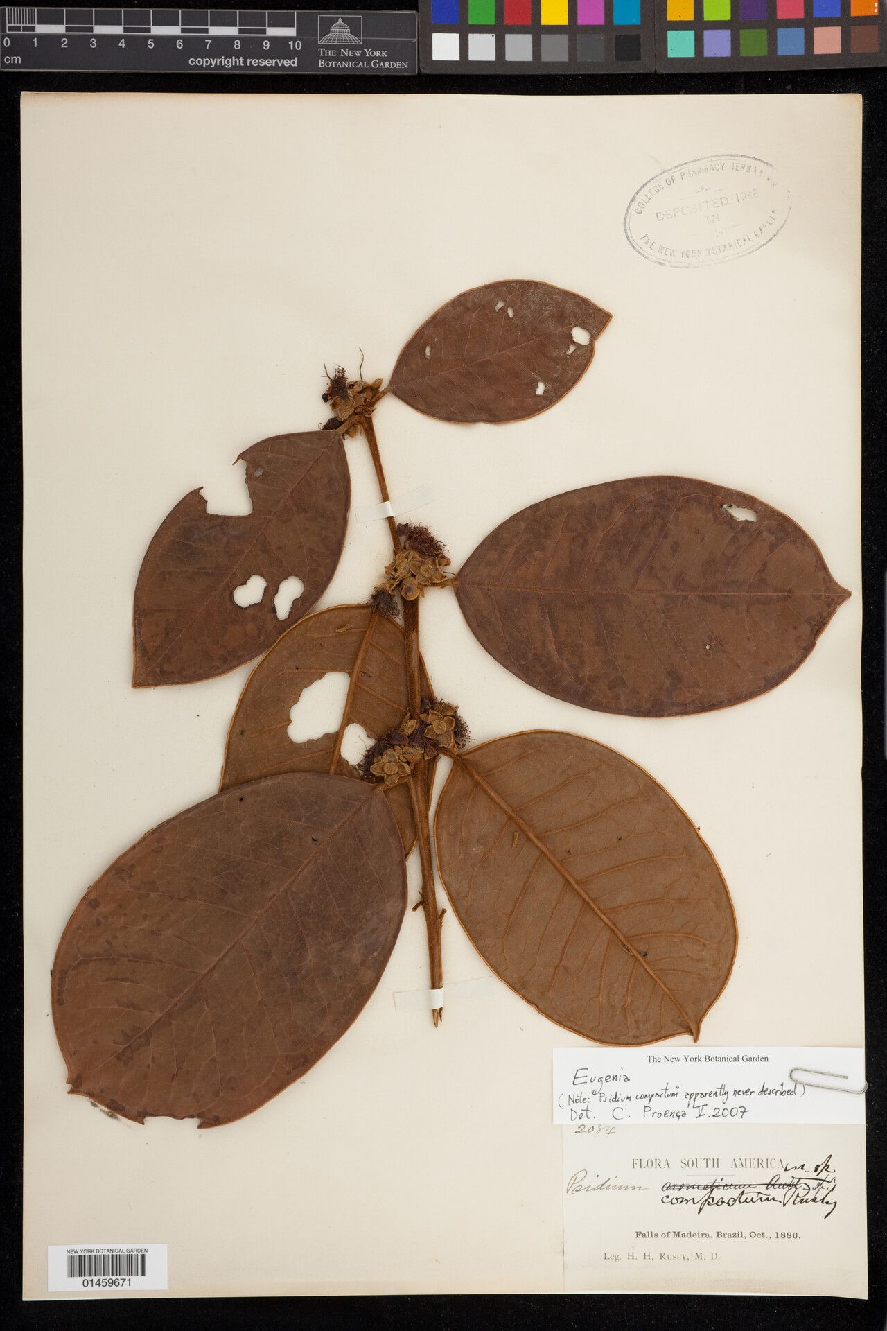 Eugenia percincta — houseplant care guide