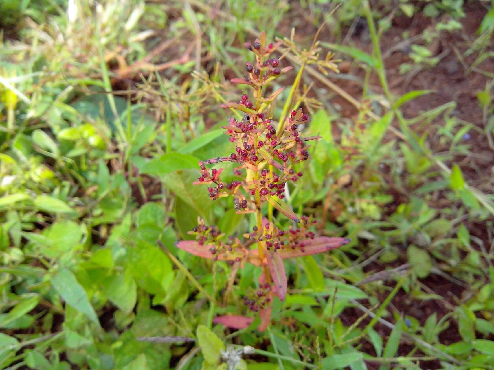 Rotala mexicana — search result for 'Rotala'