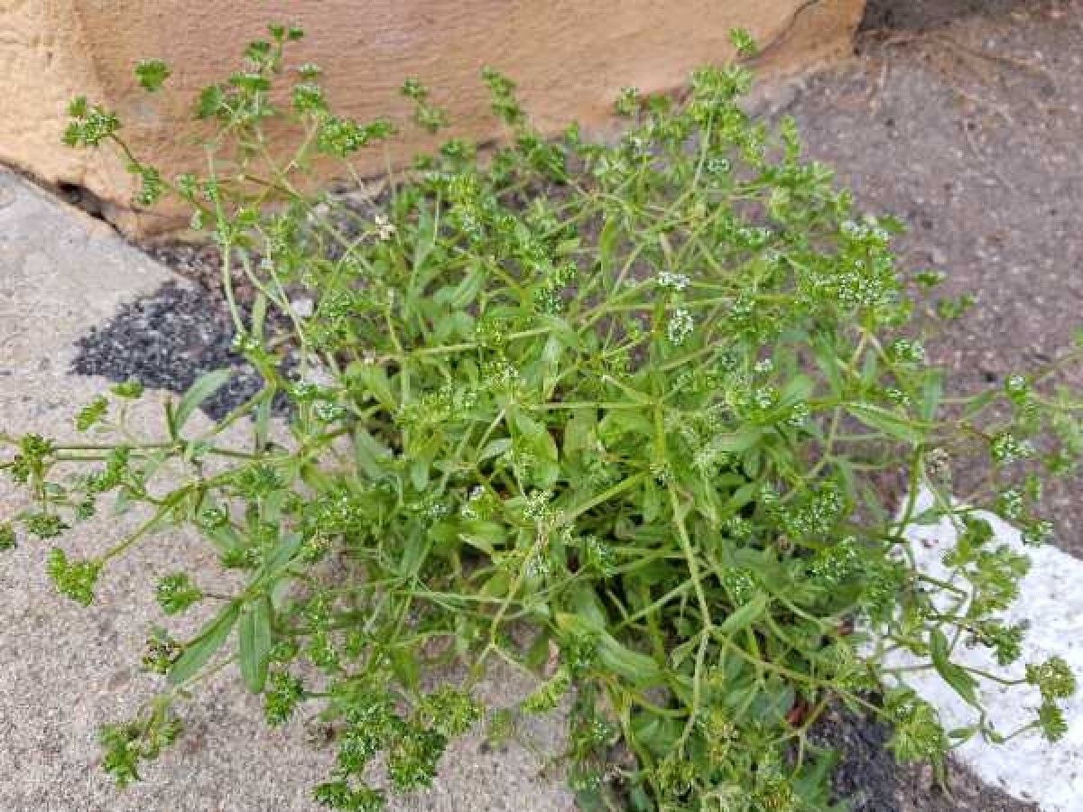 Valerianella abyssinica habit