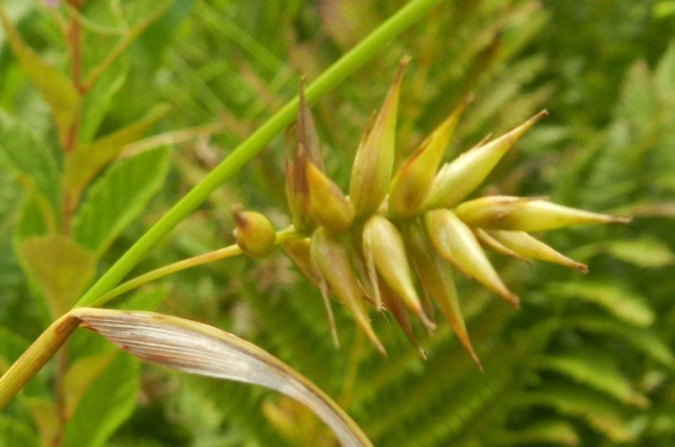 Carex folliculata fruit