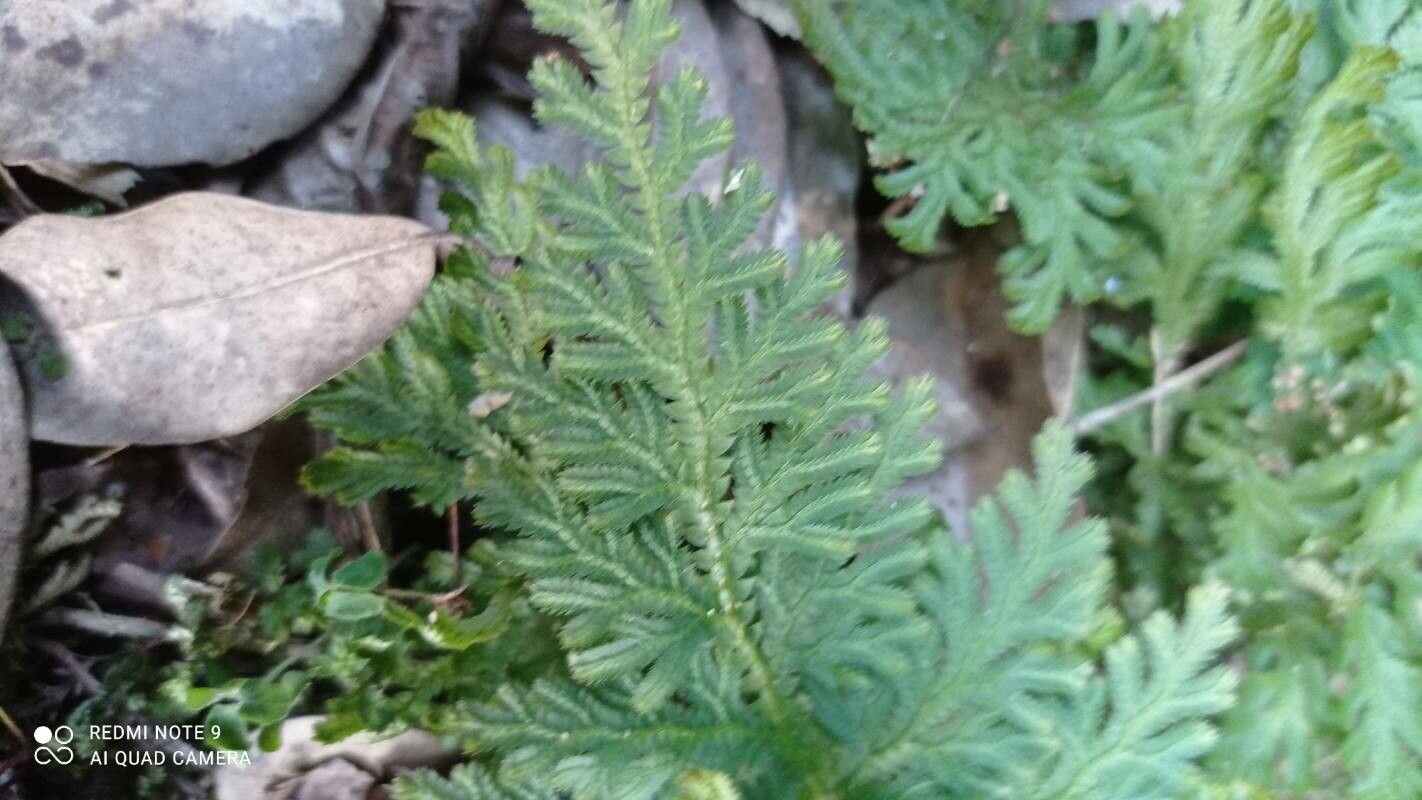 Selaginella nipponica — houseplant care guide