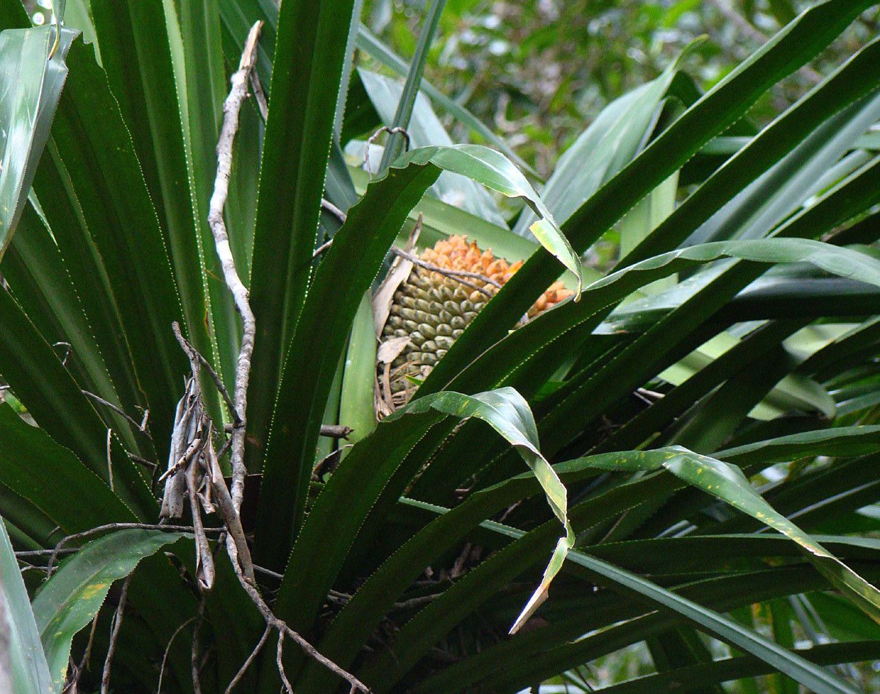 Pandanus serpentinicus habit