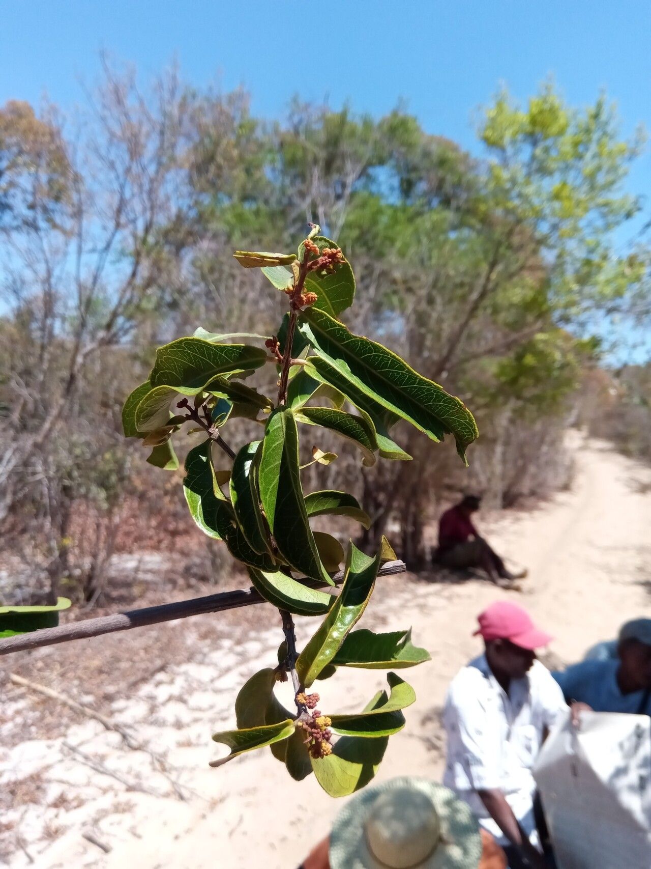 Combretum meridionalis — houseplant care guide