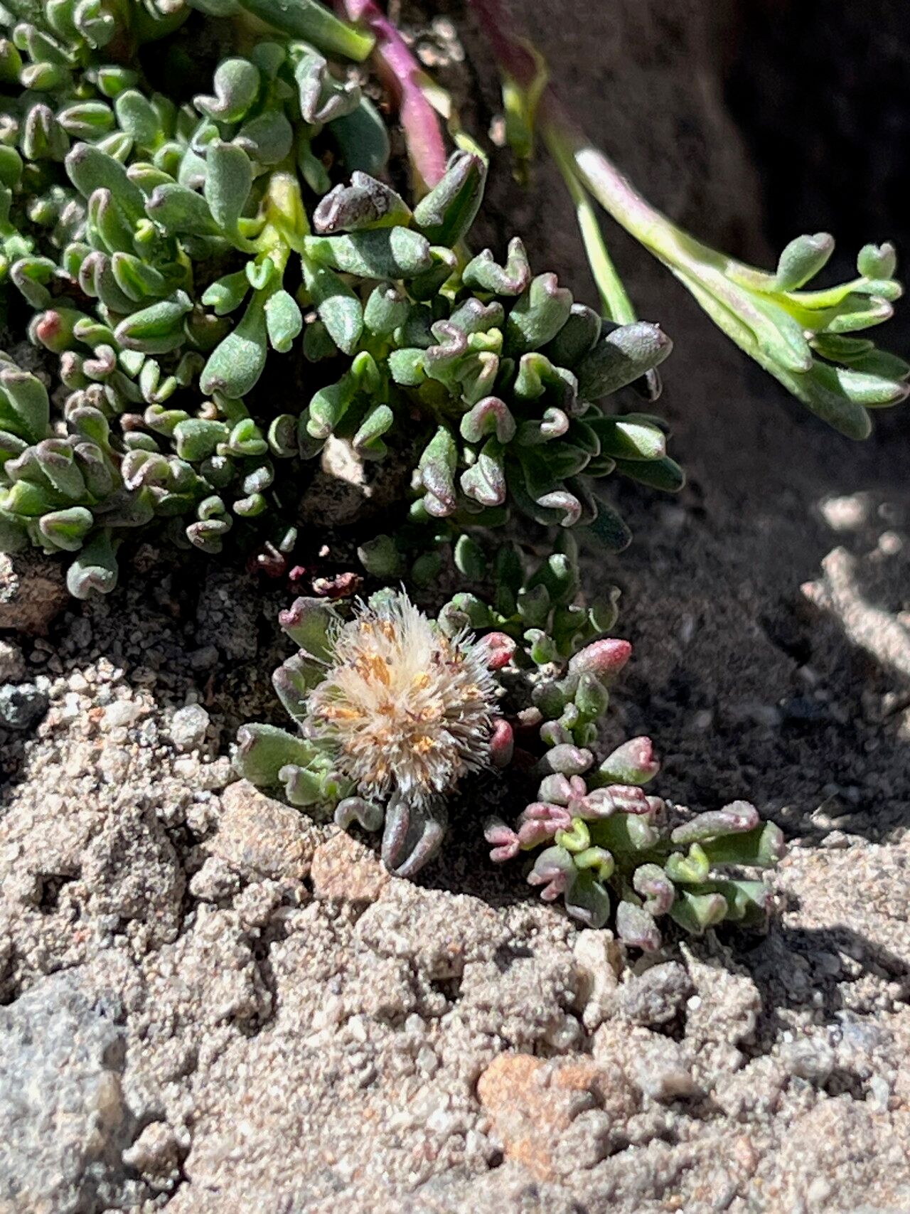 Senecio melanandrus fruit