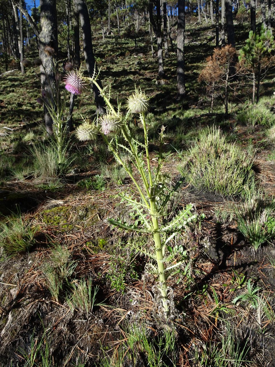 Cirsium jorullense habit