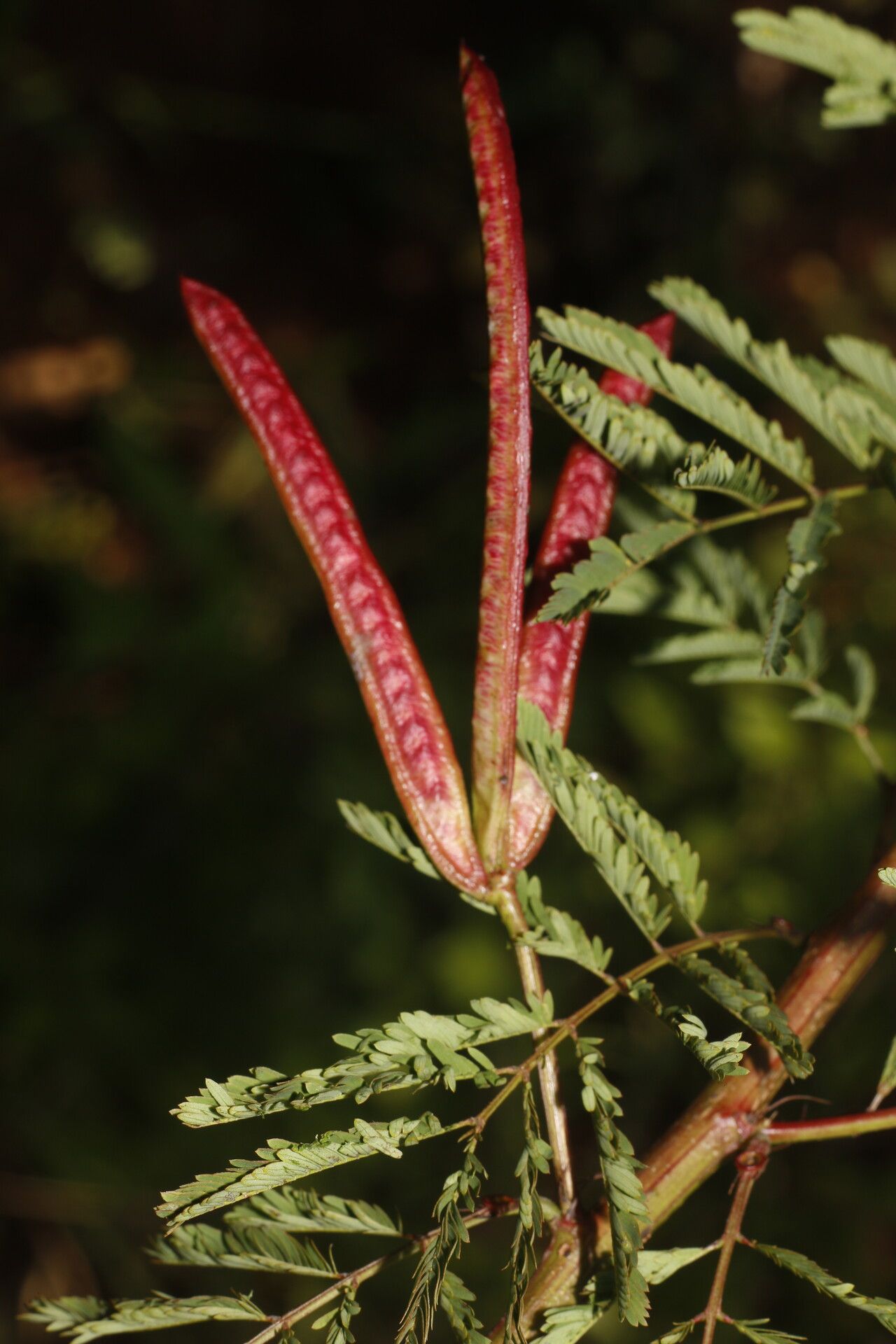 Desmanthus leptophyllus fruit