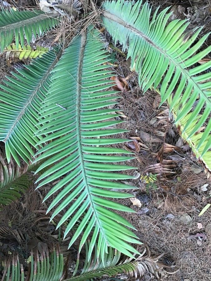 Dioon mejiae — search result for 'Nicaragua'