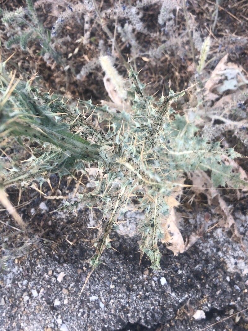 Onopordum nervosum — houseplant care guide