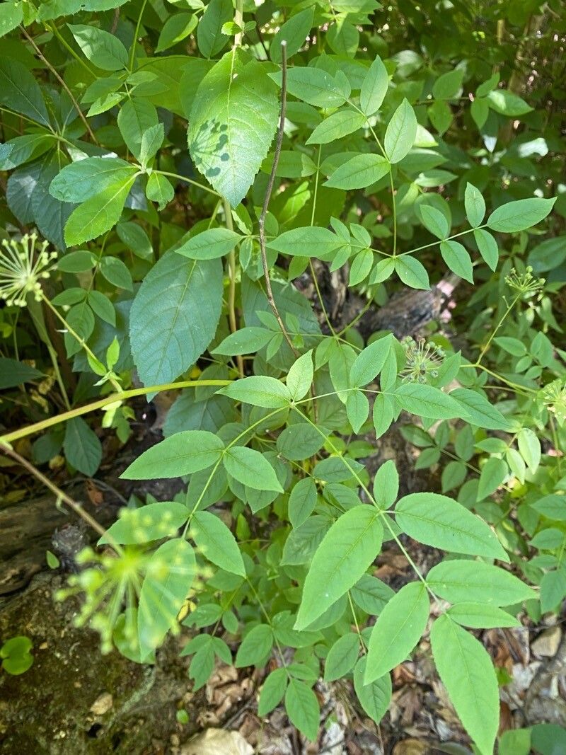Aralia hispida — search result for 'Araliaceae'