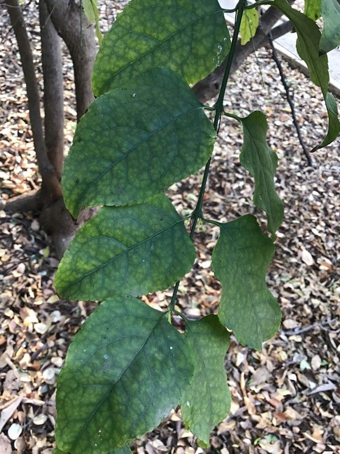 Halleria lucida leaf