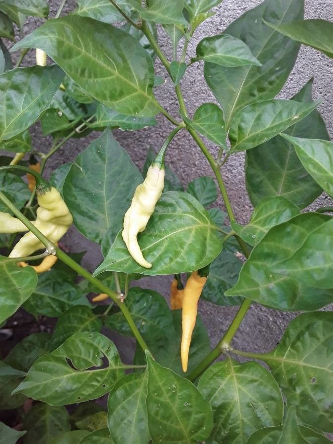 Dianthera pectoralis fruit