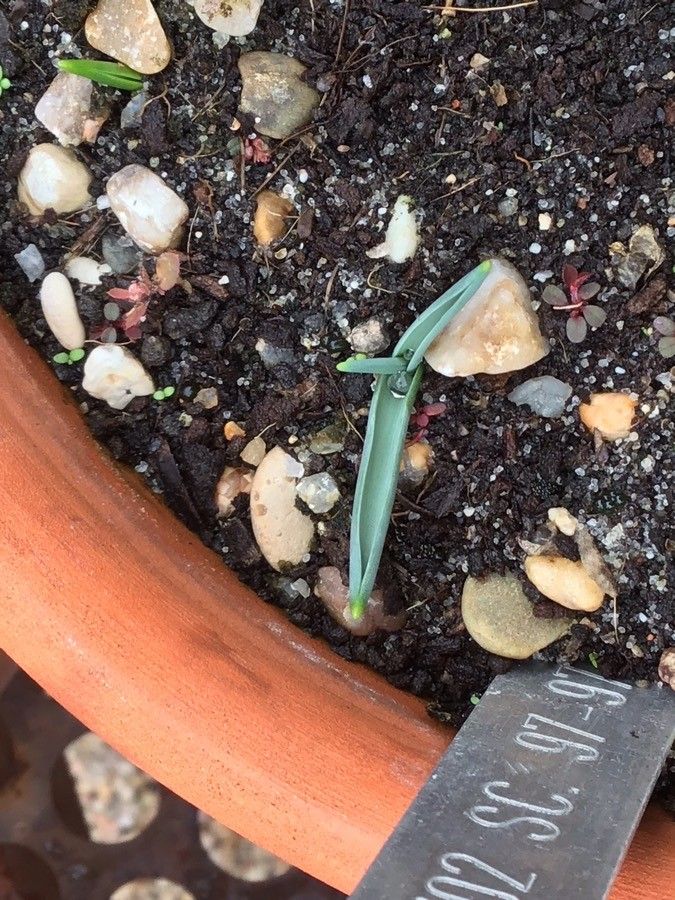 Ornithogalum narbonense — search result for 'Ornithogalum'