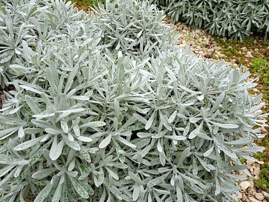 Helichrysum orientale habit