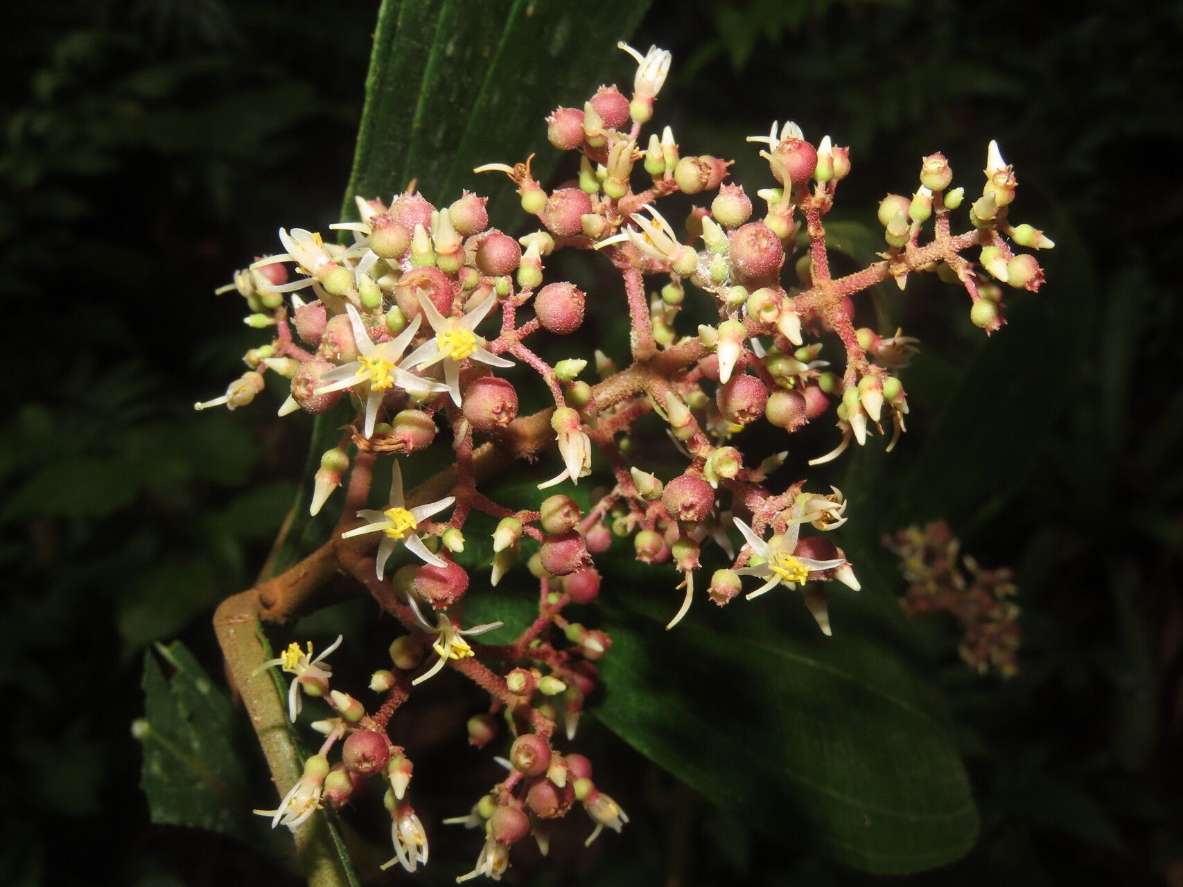 Miconia ligulata flower