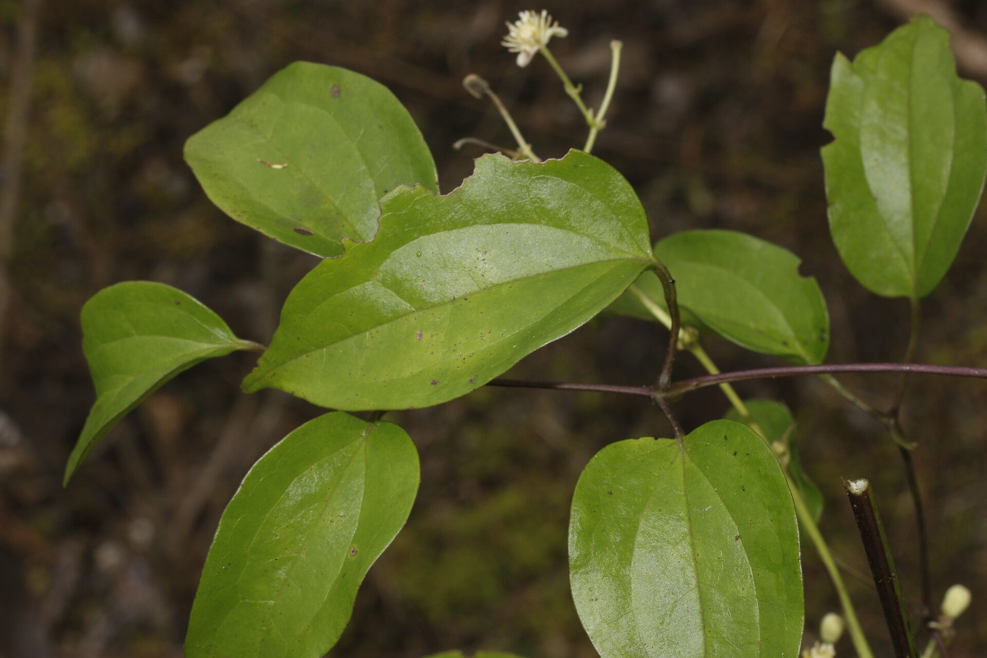 Clematis guadeloupae — search result for 'Clematis'