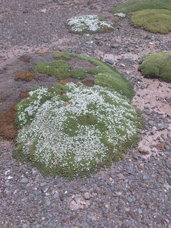 Arenaria digyna habit