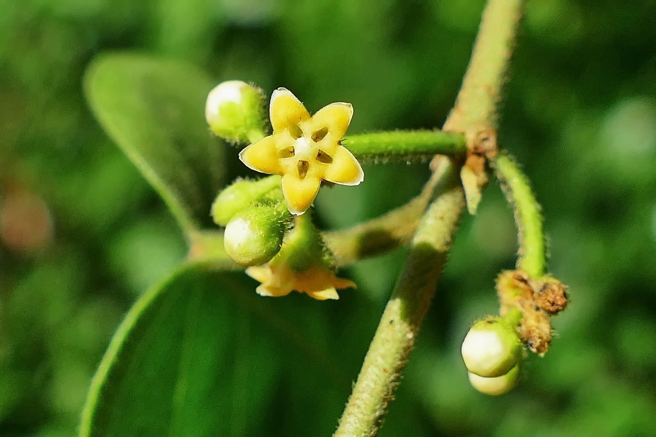 Gymnema tricholepis fruit