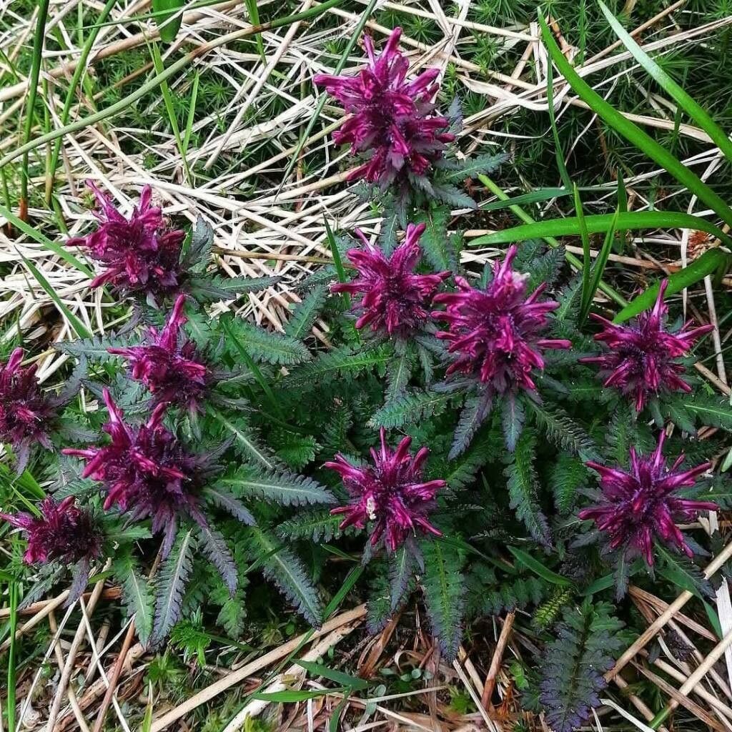 Pedicularis limnogena — houseplant care guide