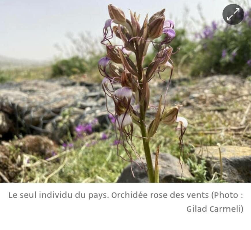 Himantoglossum comperianum flower