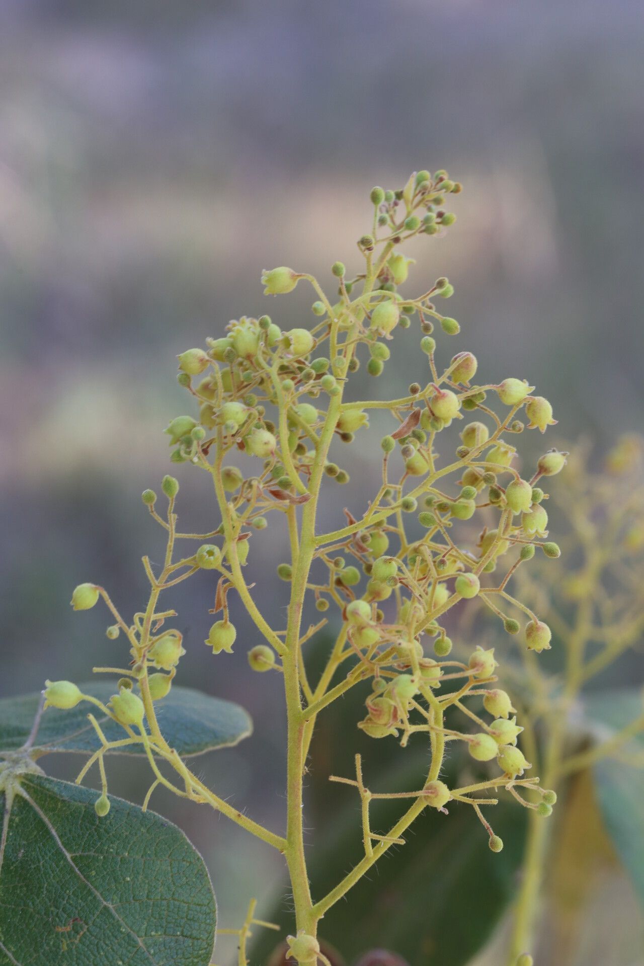 Sterculia quinqueloba flower