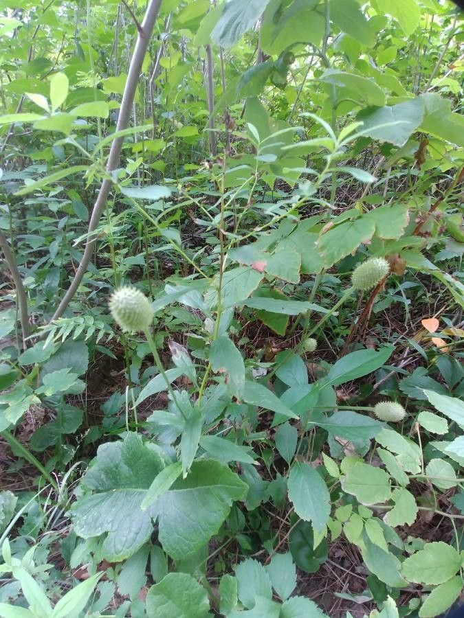 Anemone virginiana fruit