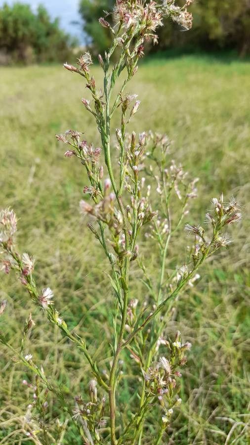 Aster subulatus flower