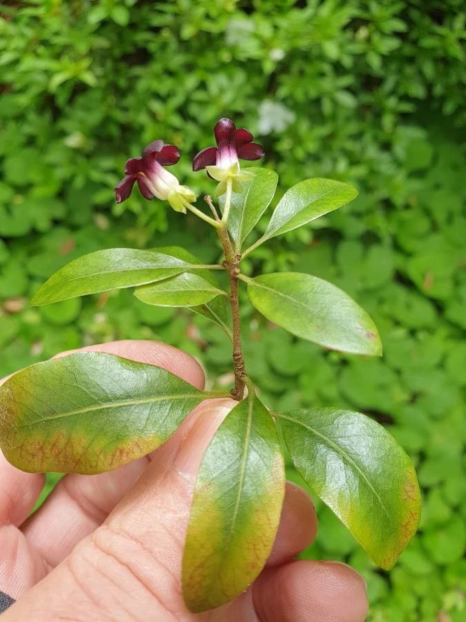 Matelea carolinensis — search result for 'Apocynaceae'
