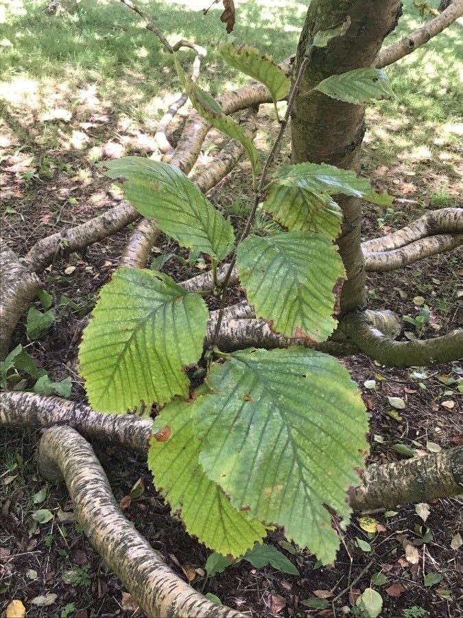 Betula medwediewii — search result for 'Betula'