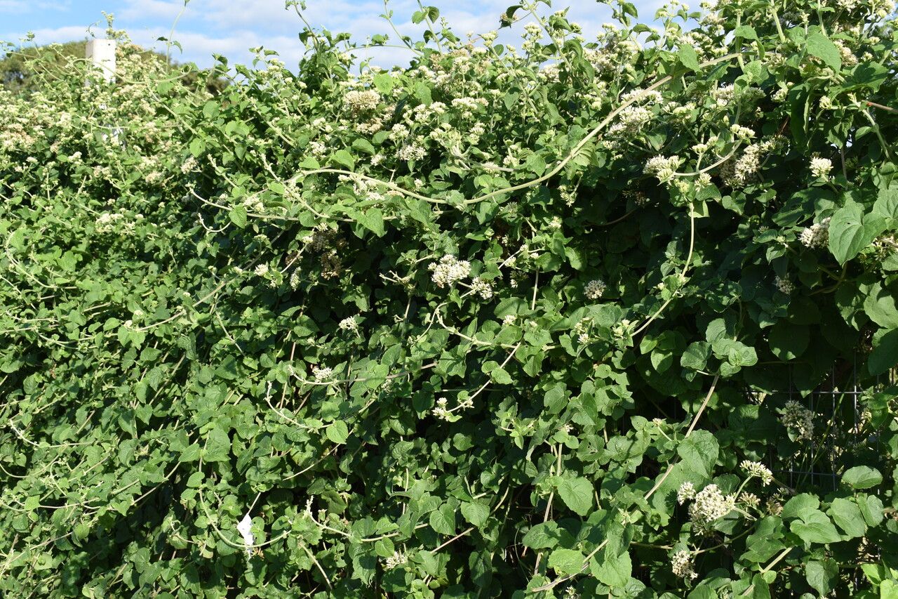 Mikania cordifolia habit