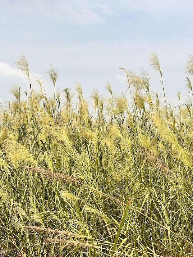 Phragmites karka flower