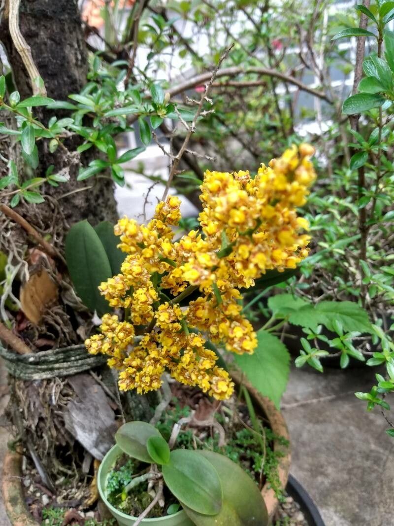 Camaridium anceps flower