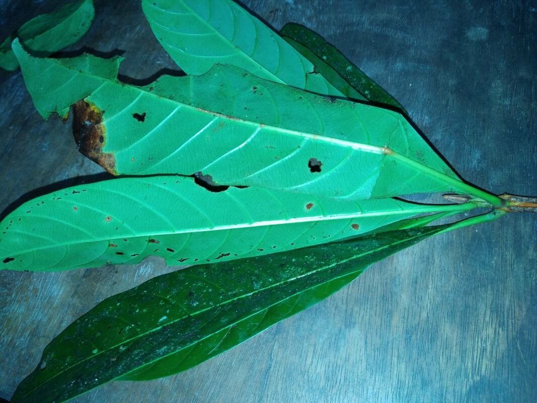 Duroia longifolia — houseplant care guide