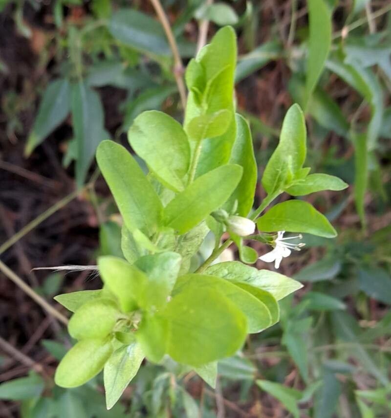 Lycium ciliatum — search result for 'Lycium'