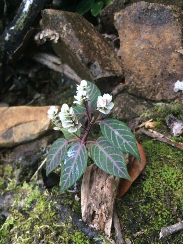 Justicia haplostachya bark
