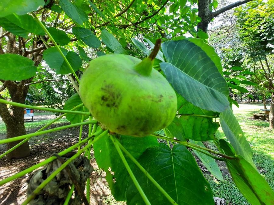 Hura crepitans fruit