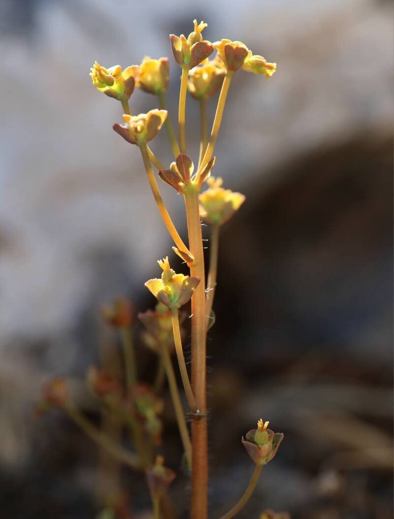 Euphorbia dimorphocaulon bark