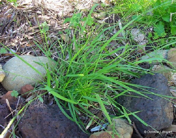 Setaria elegantula — houseplant care guide