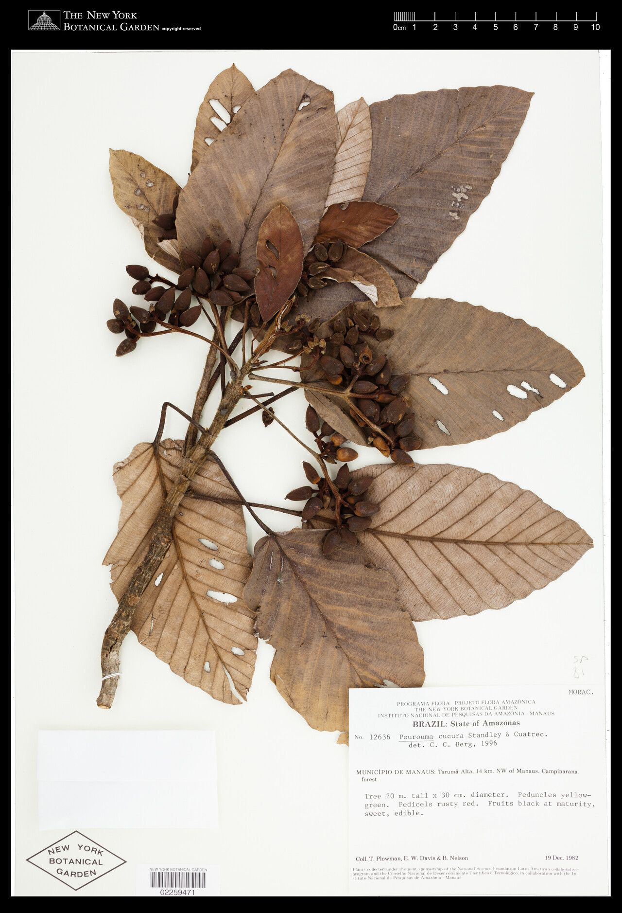 Pourouma cucura fruit