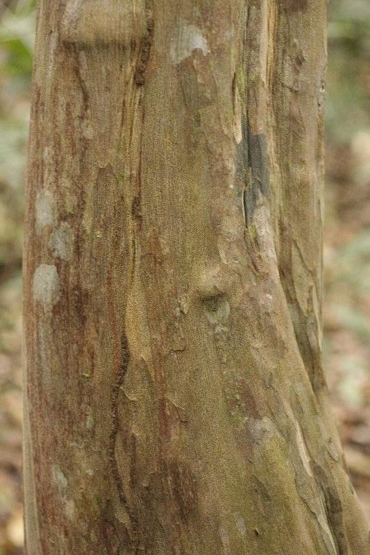 Myrciaria floribunda bark